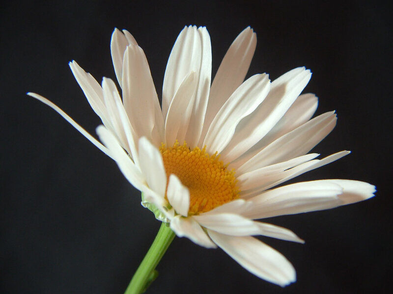White Daisy Flower — Calm, Photograph, Yellow Center
