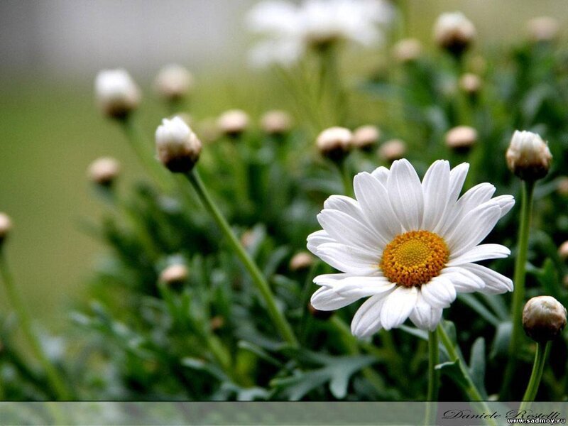 White Daisy Flower — Calm, Spring, Photograph