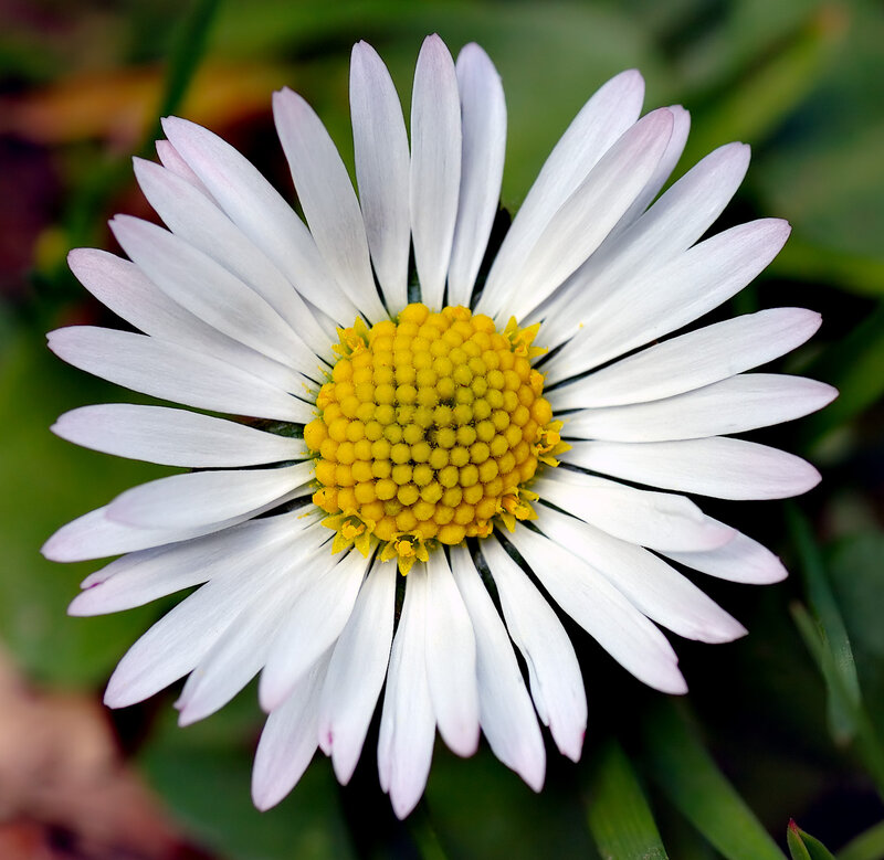 White Daisy Flower — Calm, Spring, Photograph, Yellow Center, Green Leaves
