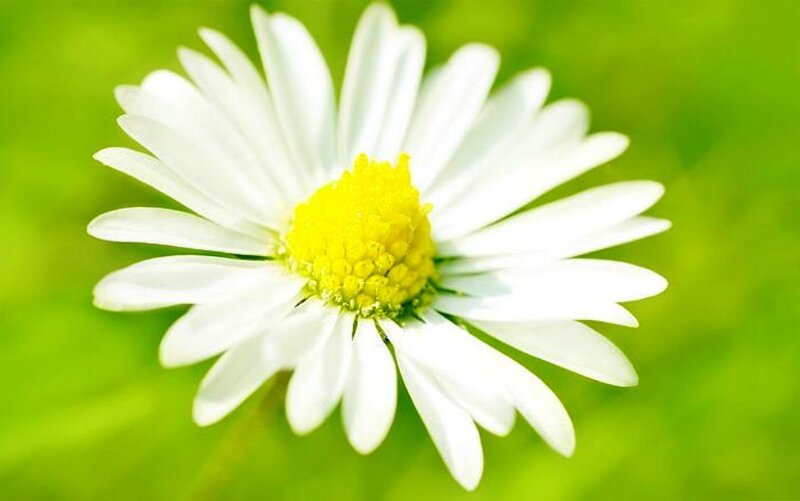 White Daisy Flower — Calm, Spring, Photograph, Yellow Center