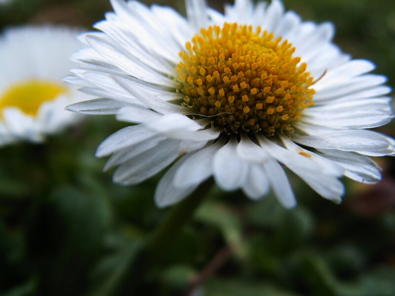 White Daisy Flower — Calm, Spring