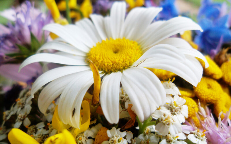 White Daisy Flower — Calm, Summer, Photograph