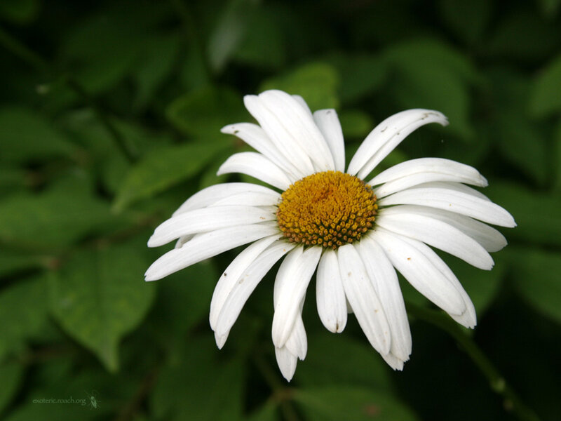 White Daisy Flower — Calm, Summer
