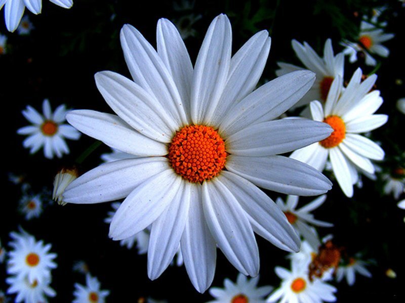 White Daisy Flower — Calm