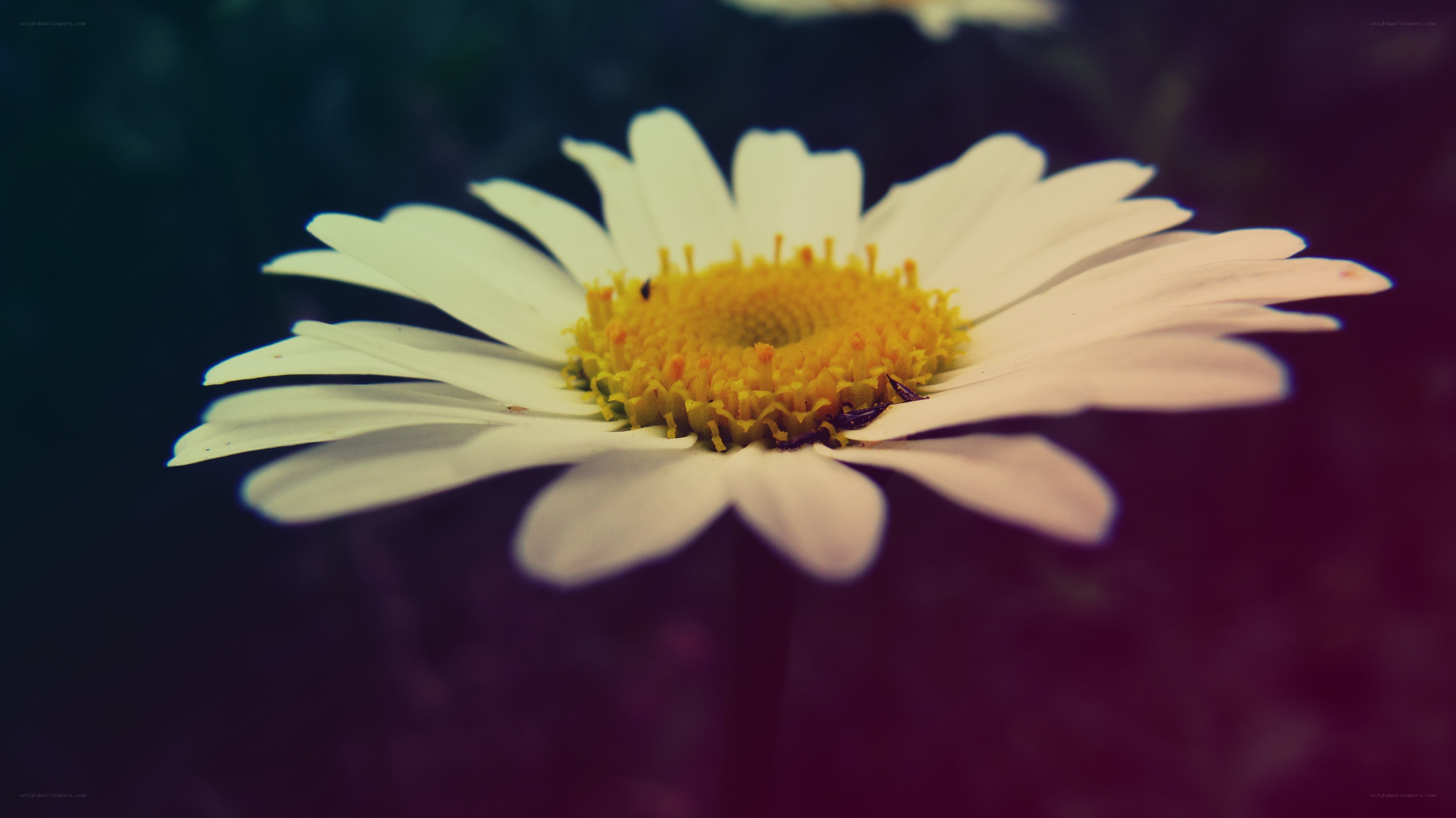 white daisy flower close-up