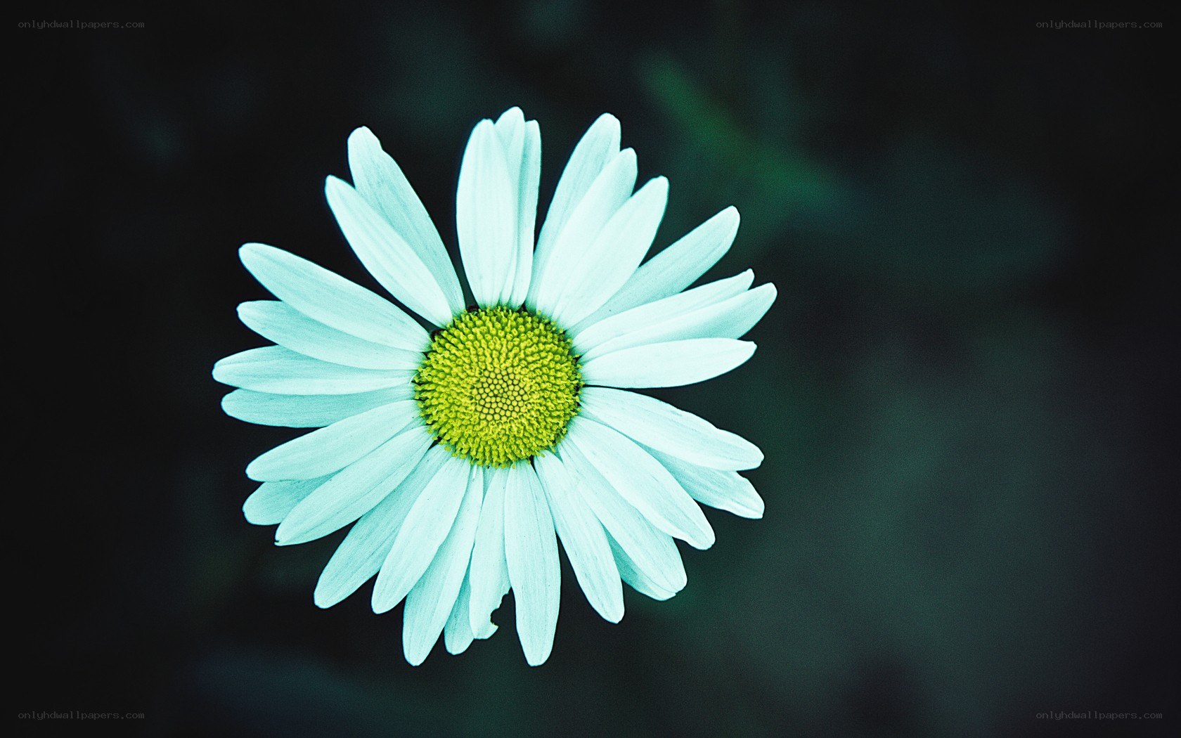 White daisy flower close-up