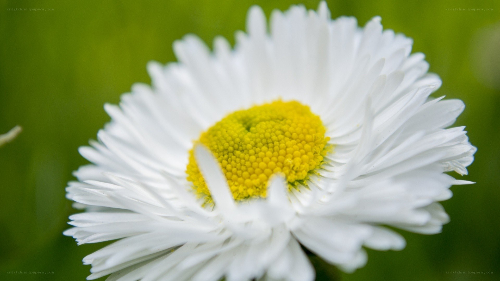 white daisy flower close-up