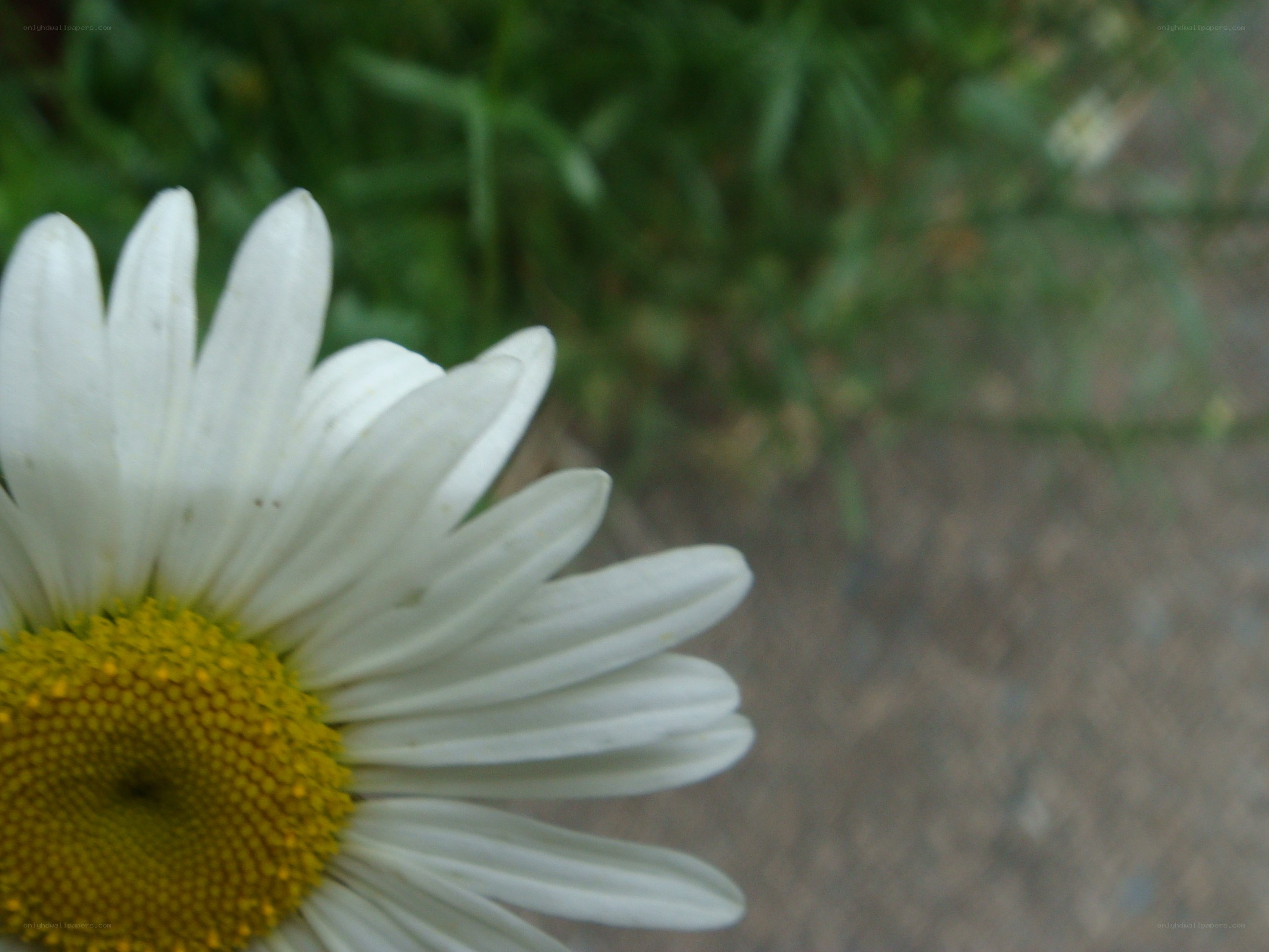 white daisy flower close-up