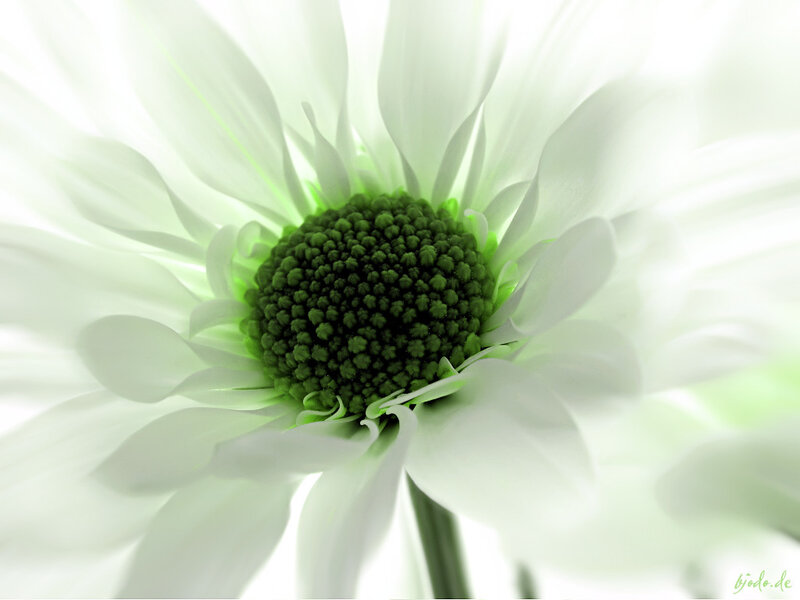 white daisy flower close-up