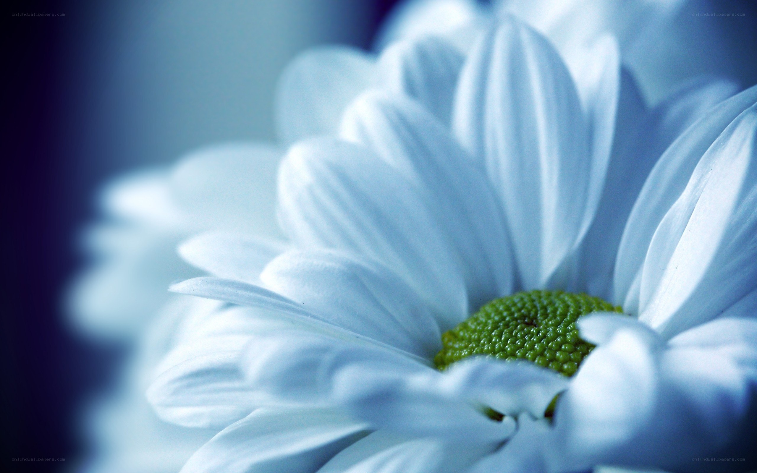 white daisy flower close-up