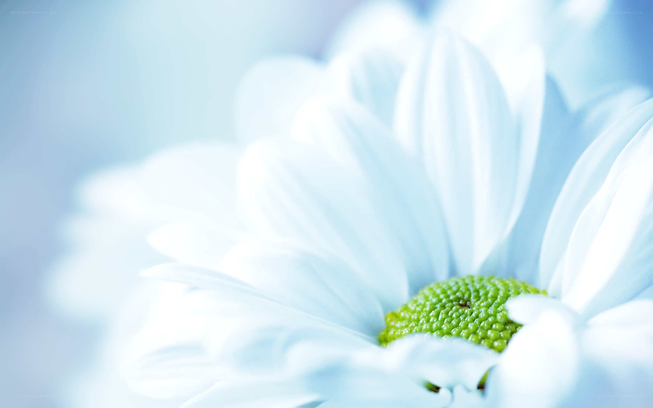 white daisy flower close-up