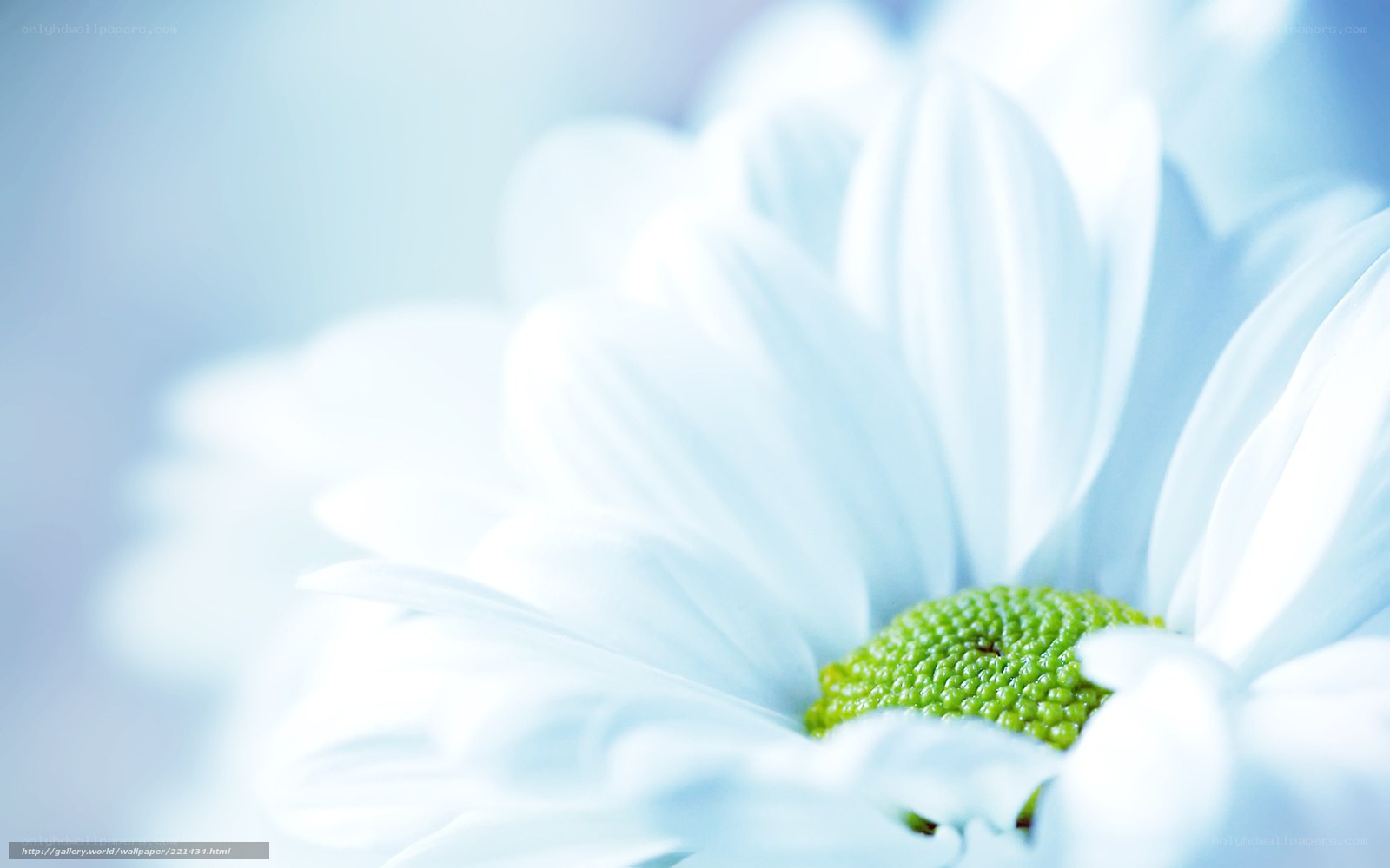 white daisy flower close-up