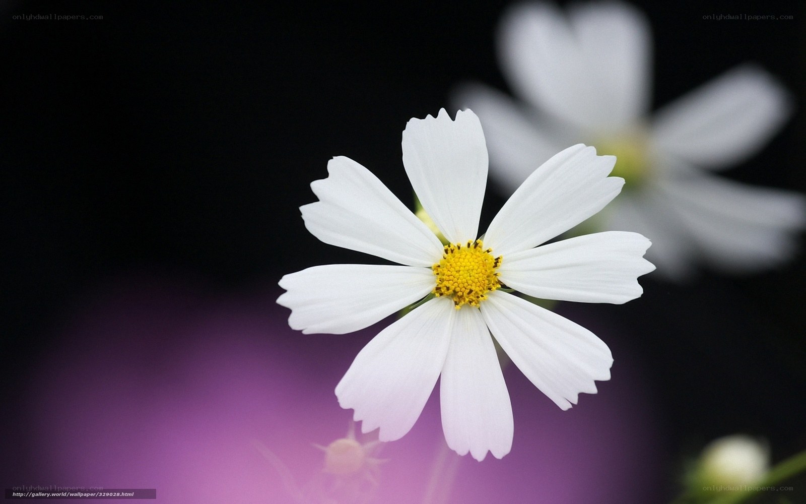 white daisy flower close-up