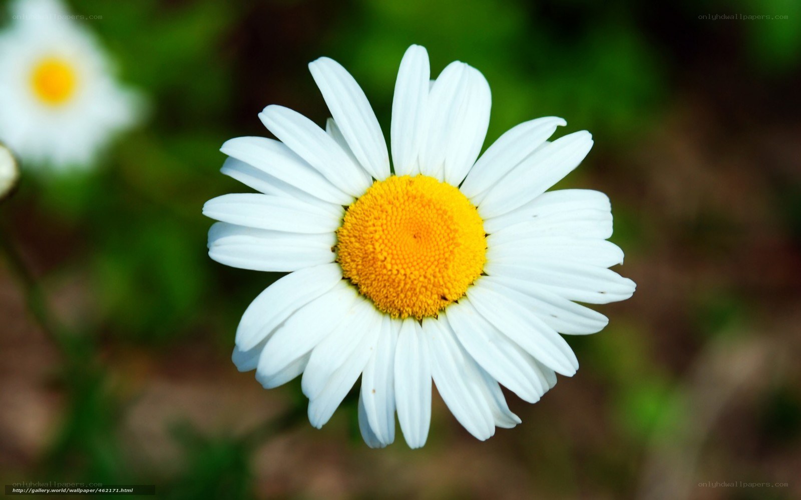 White daisy flower close-up