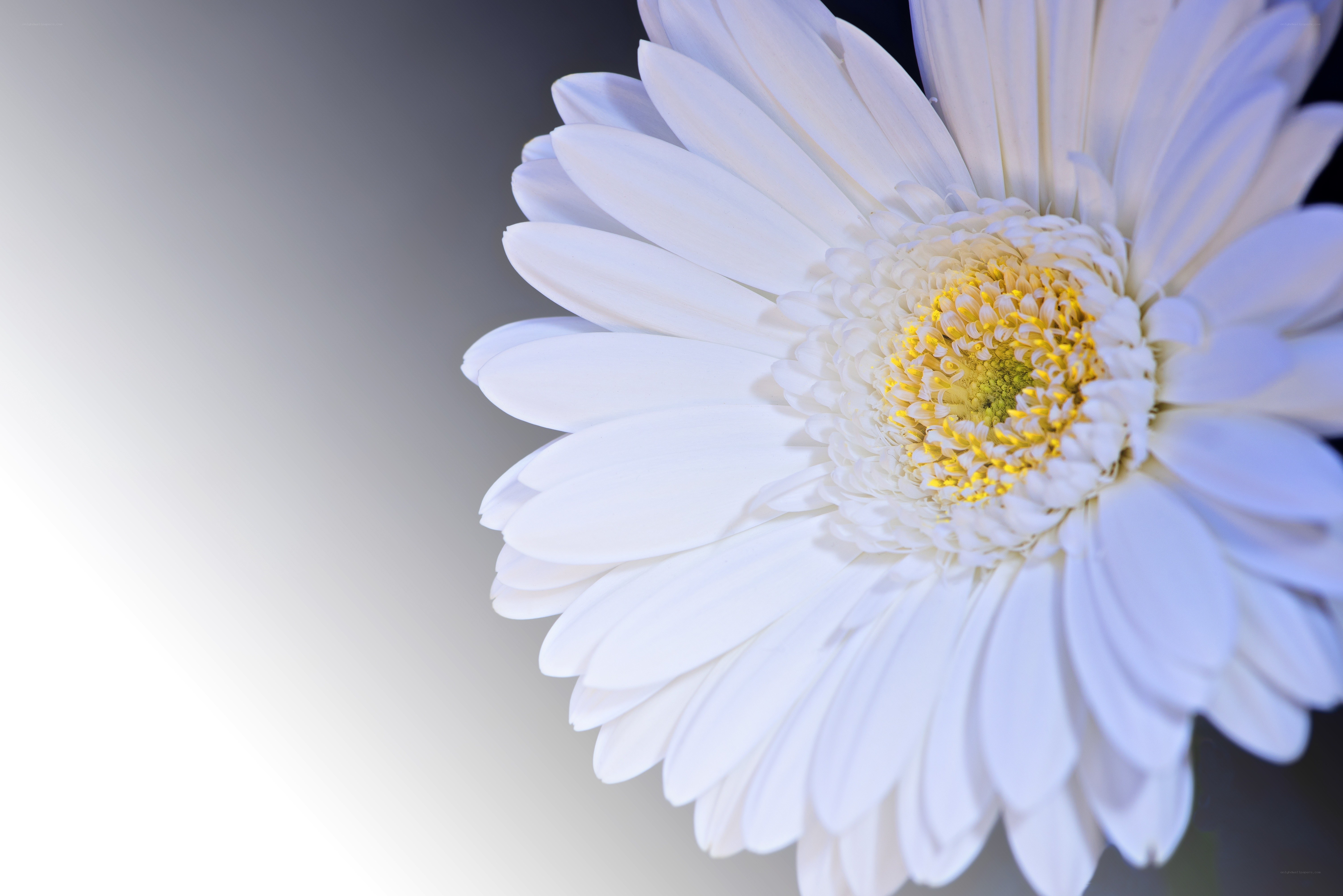 White daisy flower close-up