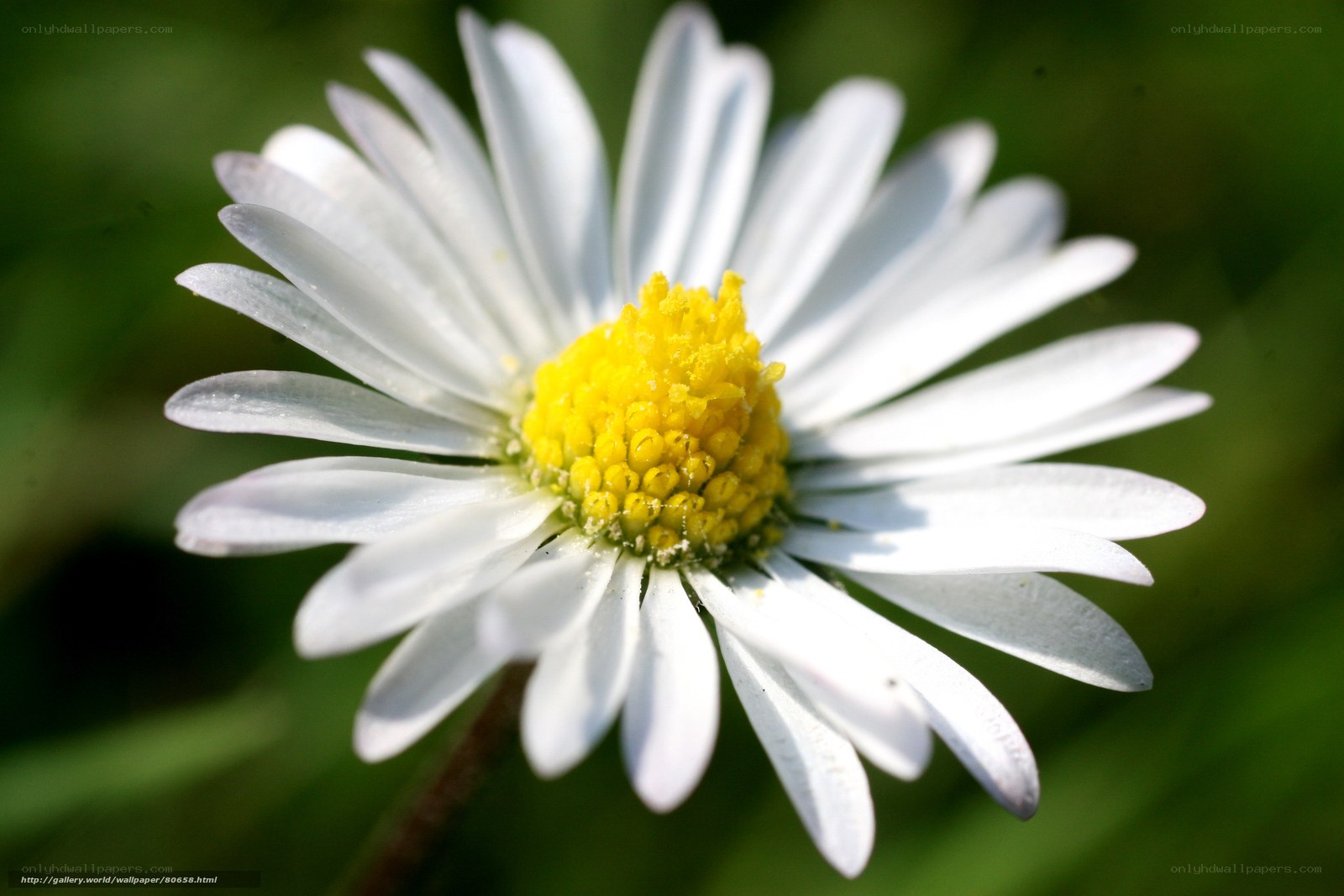 white daisy flower close-up