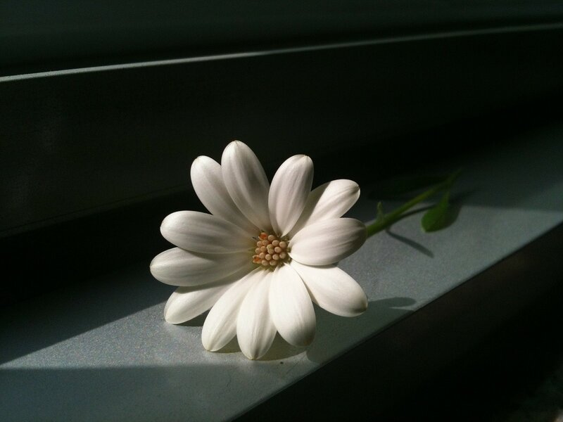White Daisy Flower — Dramatic, Afternoon, Photograph