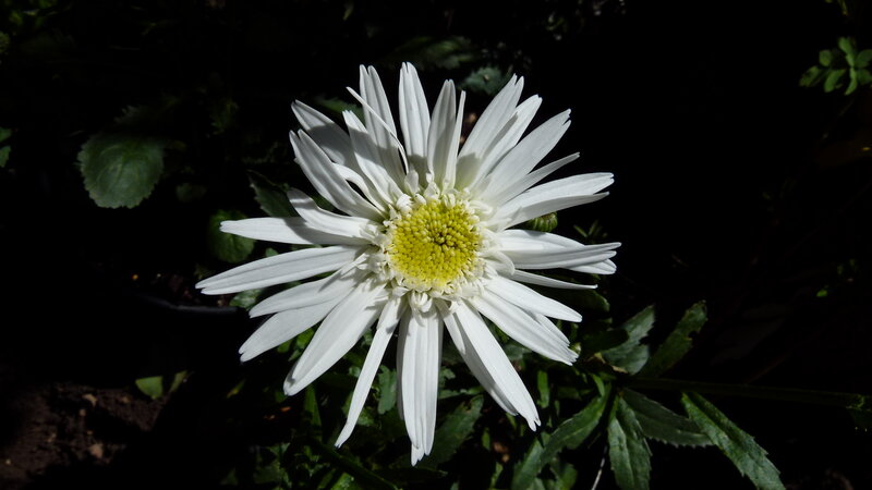 White Daisy Flower — Dramatic, Afternoon