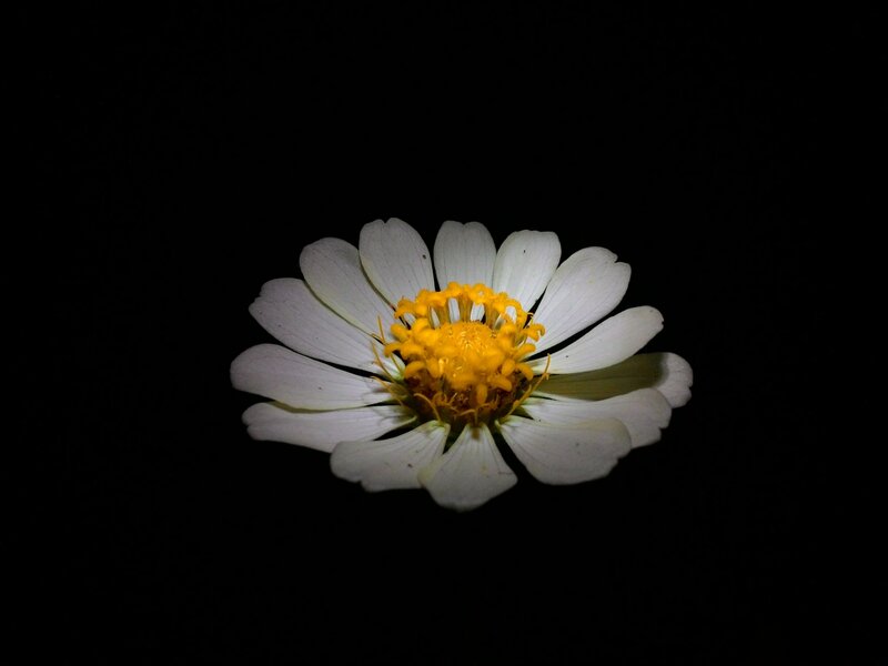 White Daisy Flower — Dramatic, Night