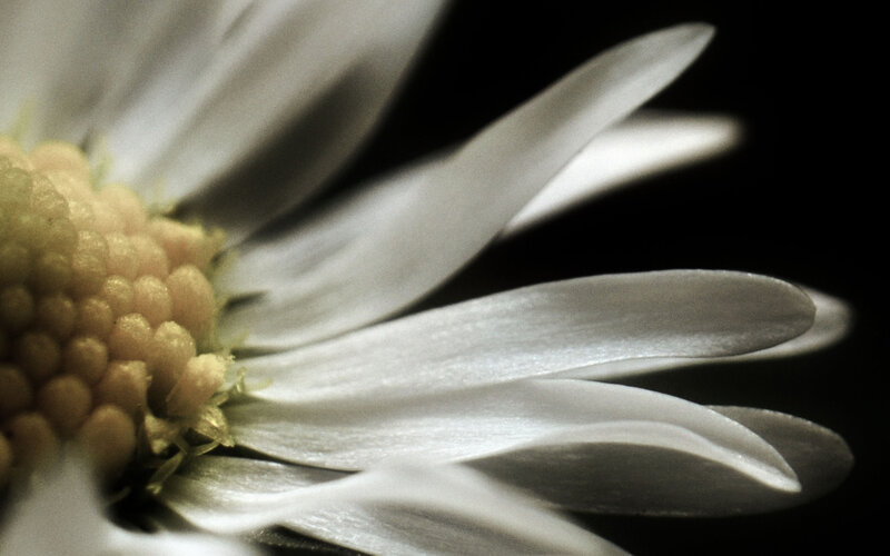 White Daisy Flower — Dramatic, Photograph, Flower Center
