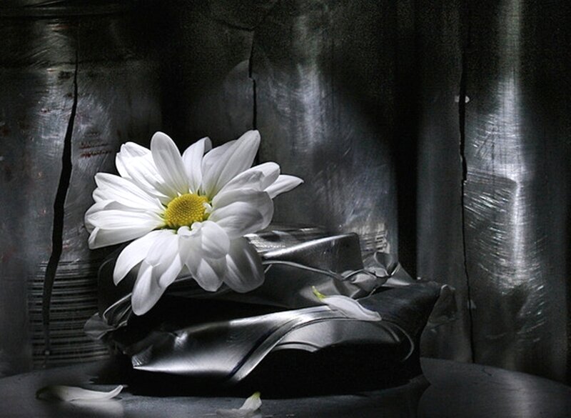 White Daisy Flower — Dramatic, Photograph, Metal Surface