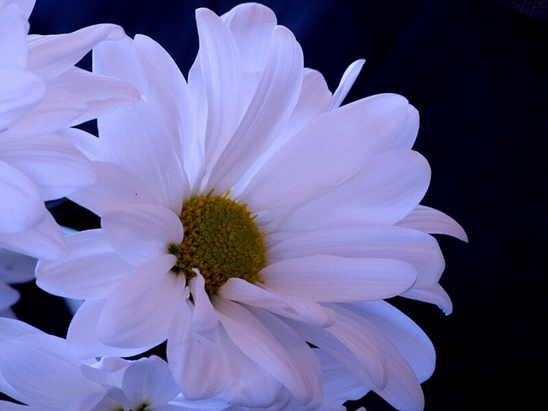 White Daisy Flower — Dramatic, Photograph, Petals, Center