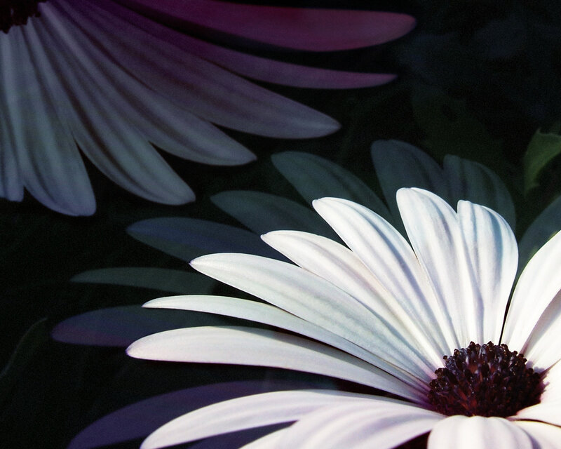 White Daisy Flower — Dramatic, Photograph, Petals