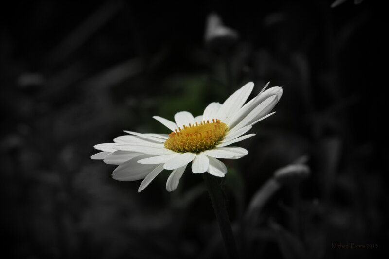 White Daisy Flower — Dramatic, Photograph, Stem, Background