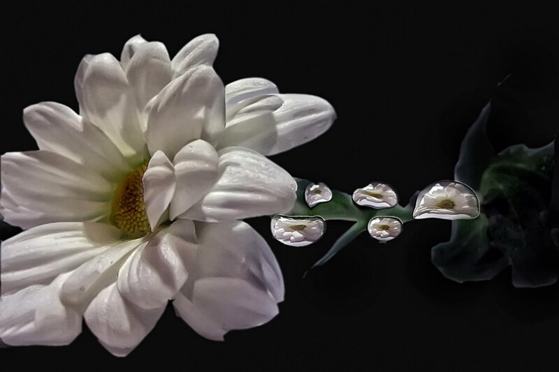 White Daisy Flower — Dramatic, Photograph, Stem, Drops