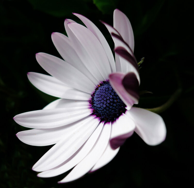 White Daisy Flower — Dramatic, Photograph