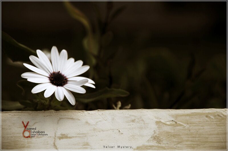 White Daisy Flower — Dramatic, Photograph, Wooden Surface