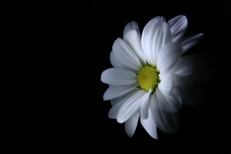 White Daisy Flower — Dramatic, Photograph, Yellow Center, Black