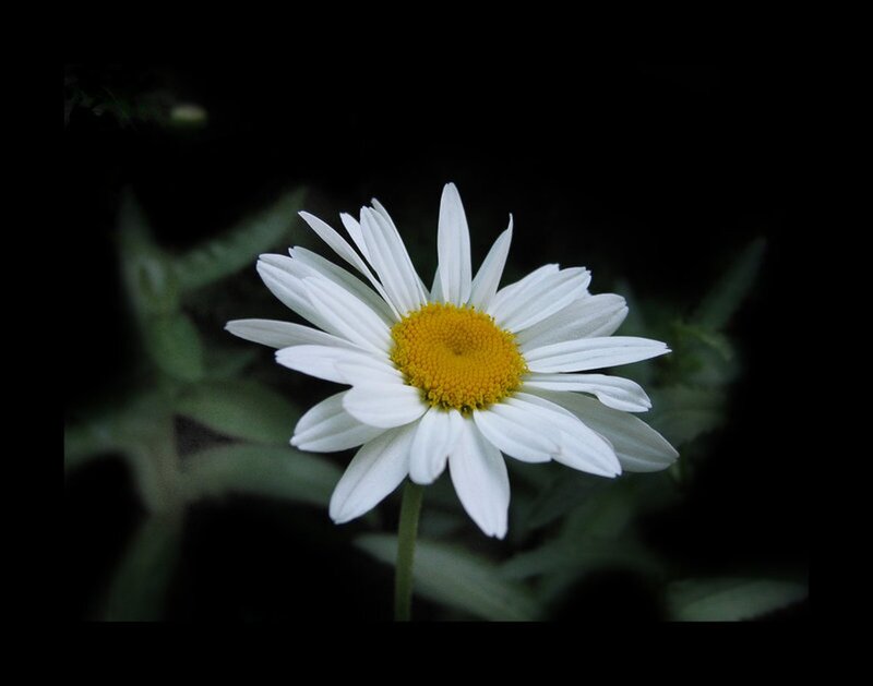 White Daisy Flower — Dramatic, Photograph, Yellow Center, Green Stem