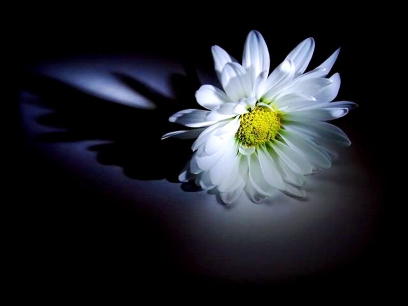 White Daisy Flower — Dramatic, Photograph, Yellow Center, Shadow