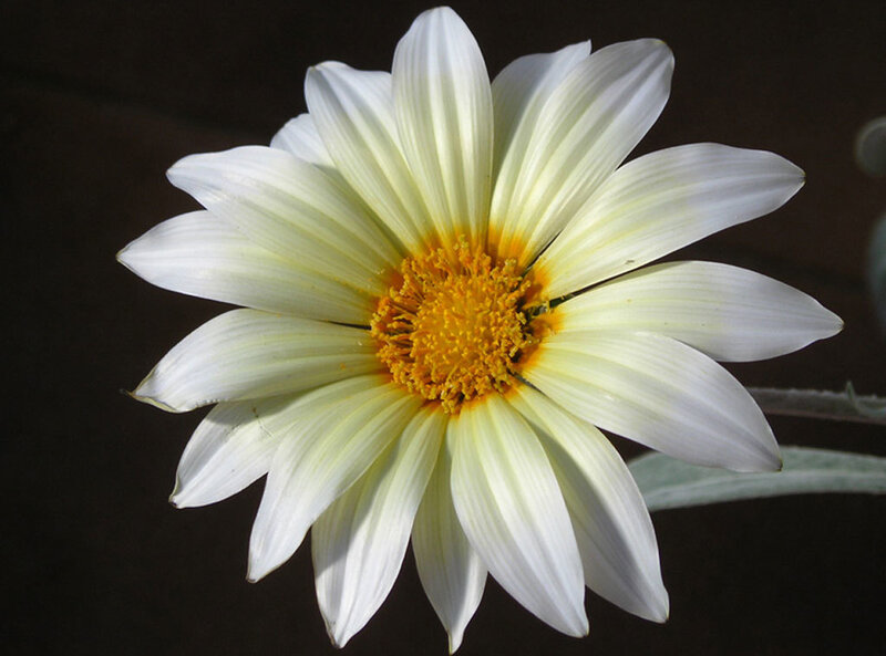White Daisy Flower — Dramatic, Photograph, Yellow Center
