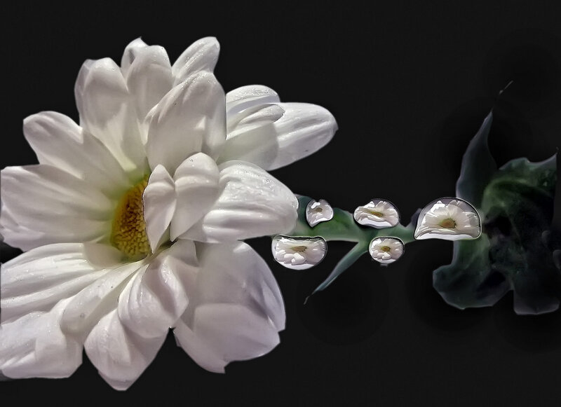 White Daisy Flower — Dramatic