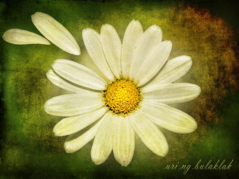 White Daisy Flower — Green, Calm