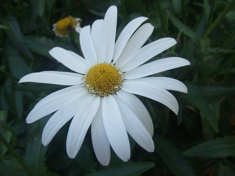 White Daisy Flower — Green Leaves