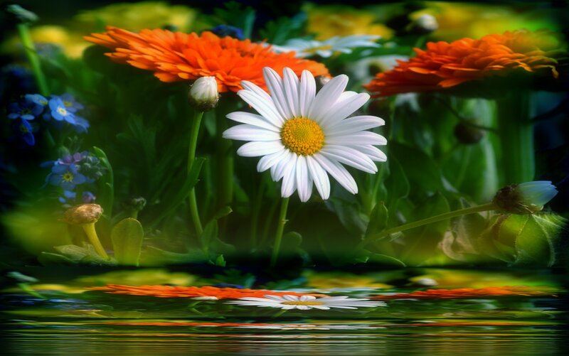 White Daisy Flower — Green, Serene, Afternoon