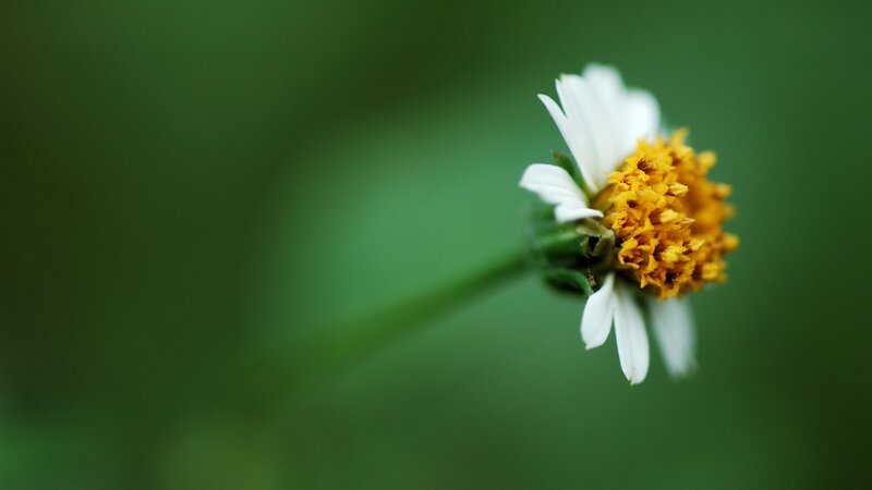 White Daisy Flower — Green, Serene, Photograph, Green Stem