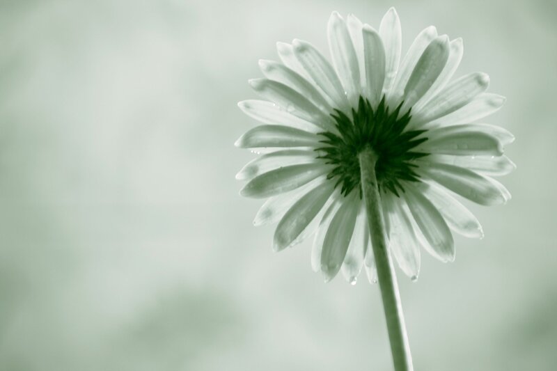 White Daisy Flower — Green, Serene, Photograph, Stem