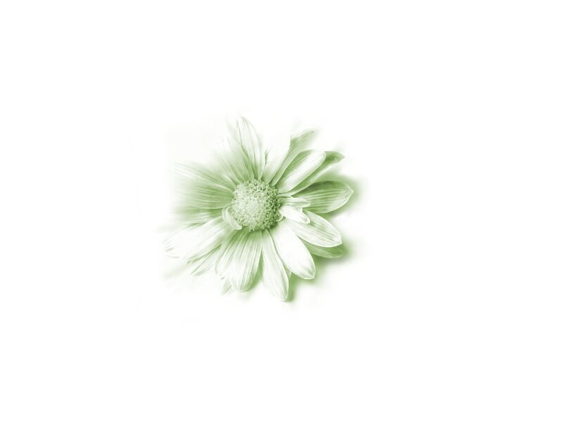 White Daisy Flower — Green, Serene, Photograph