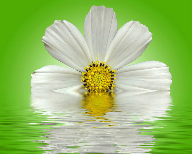 White Daisy Flower — Green, Serene, Photograph, Yellow Center