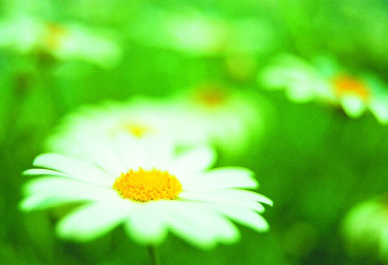 White Daisy Flower — Green, Serene