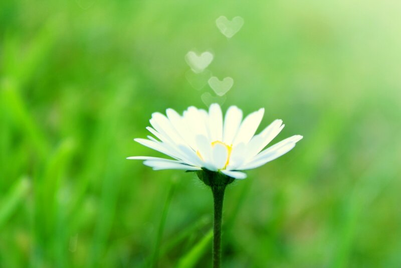White Daisy Flower — Green