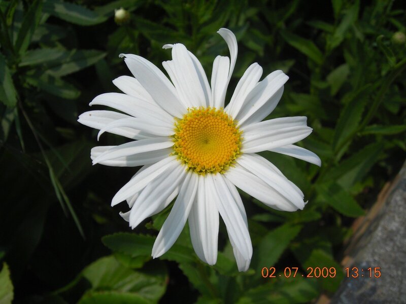 white daisy flower in garden