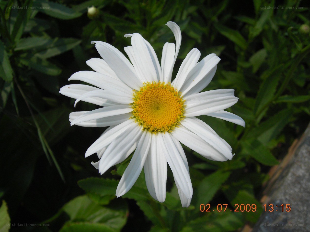 white daisy flower in garden
