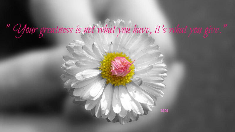 White Daisy Flower — Inspirational