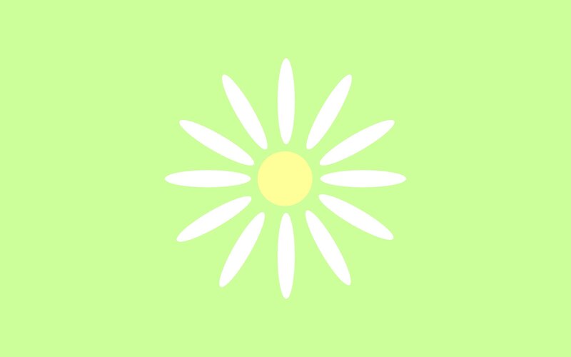 White Daisy Flower — Light Green