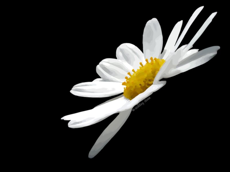 White Daisy Flower — Minimalist, Digital Art